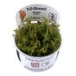 Preview: Rotala wallichii - Rotes Mooskraut 1-2-Grow!